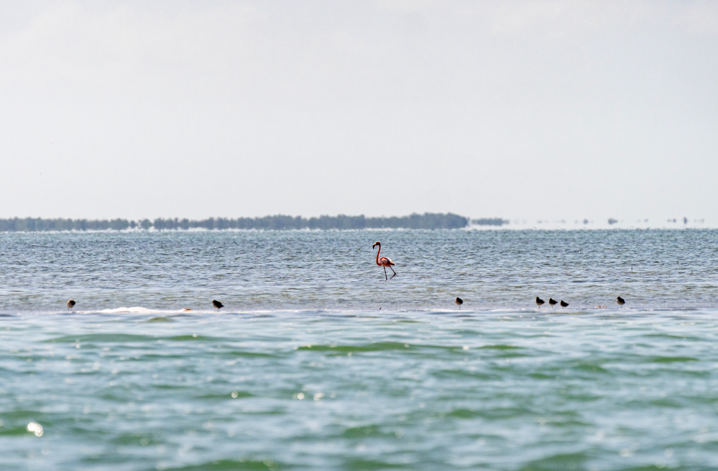 A flamingo walks in the shallows